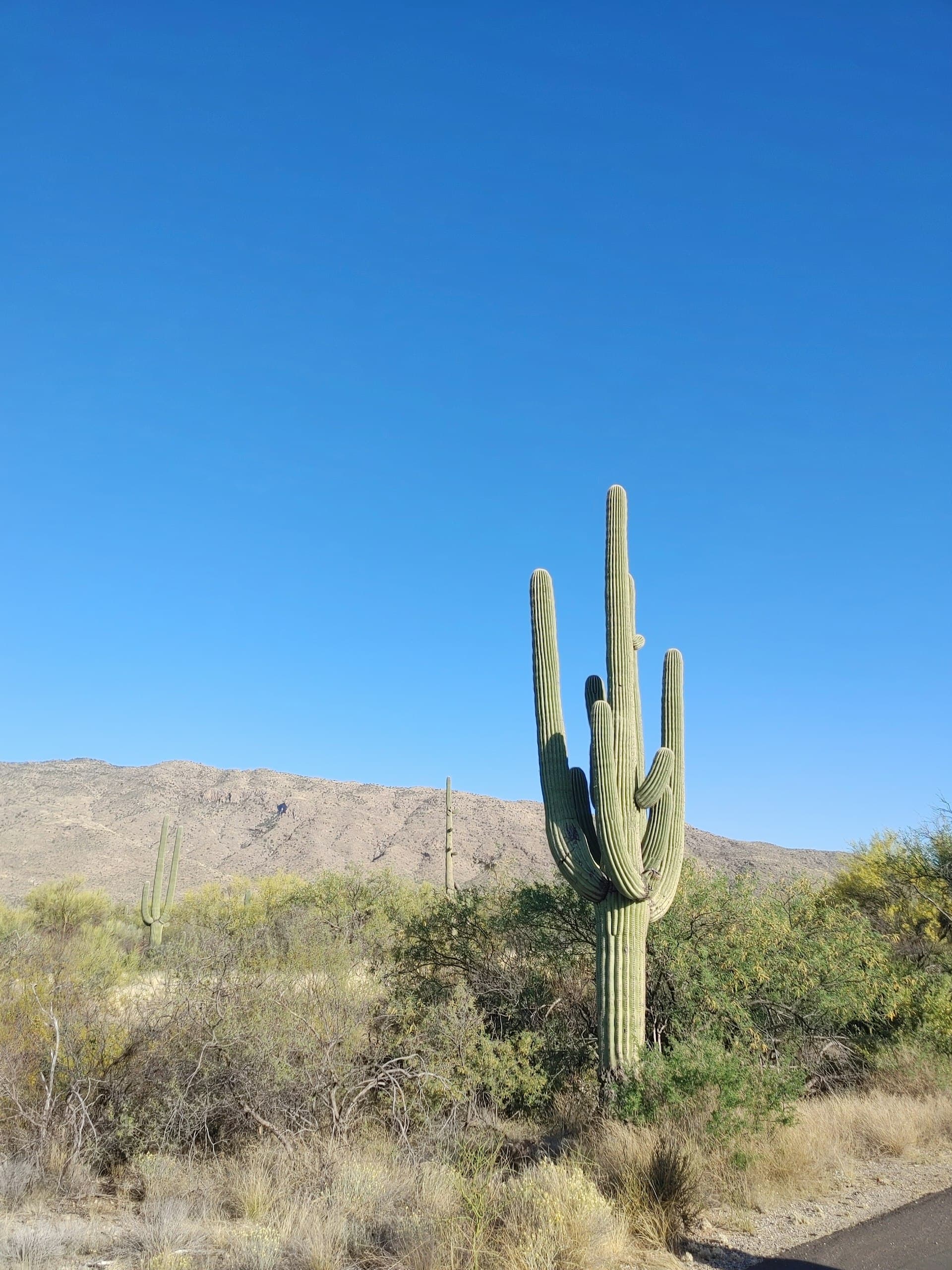 Arizona landscape
